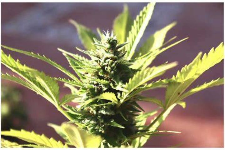 Canna Style: The Ultimate Guide to Cannabis Culture and Fashion
